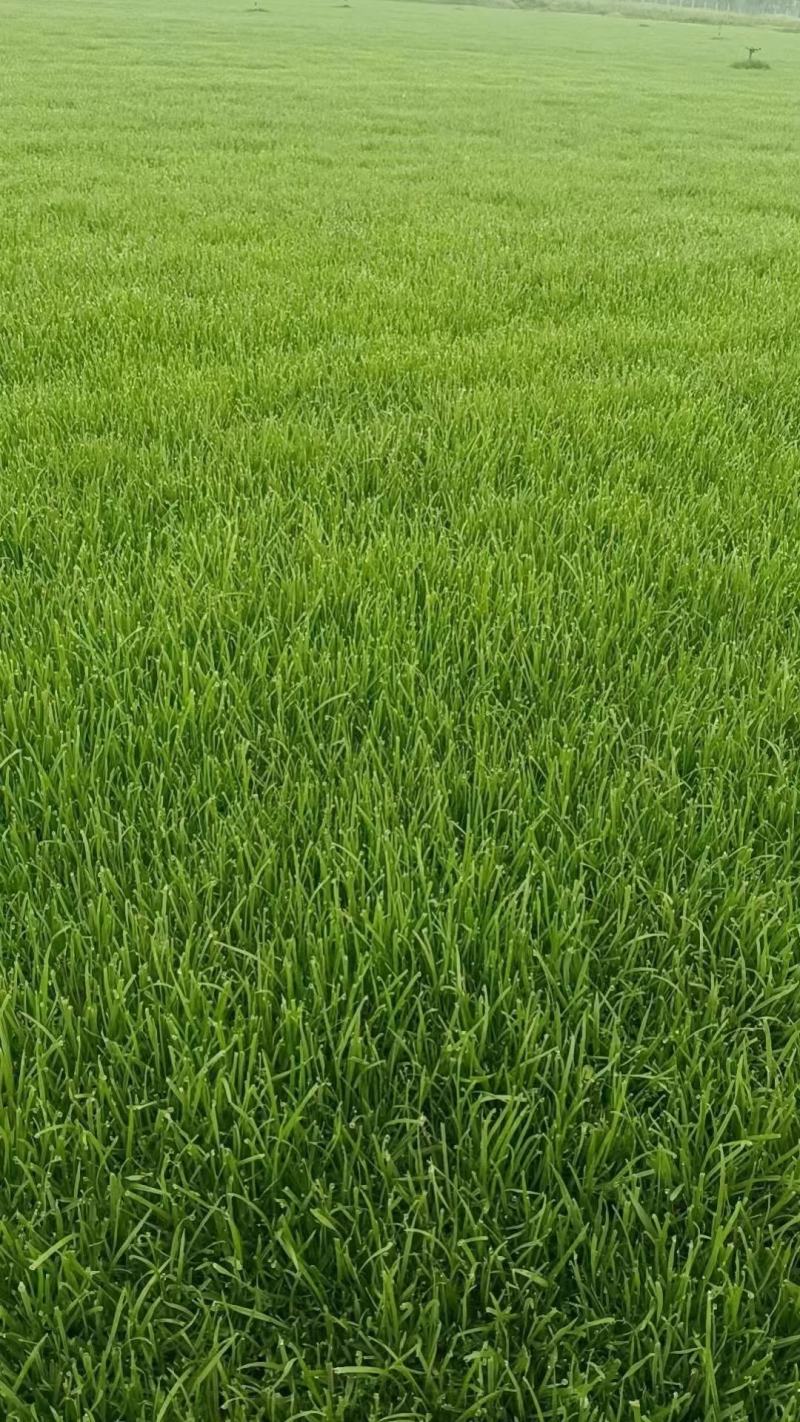 混播草皮