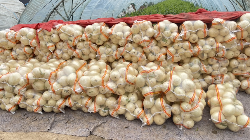 蒲城甜瓜电商打包发货现场