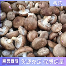 香菇大量上市货源充足，价格产地直发欢迎来采购