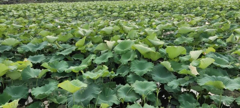 水果莲蓬大量上市供应电商平台社区团购批发欢迎咨询