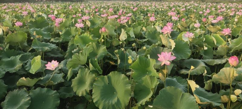 水果鲜莲蓬原产地直发全国各地电商平台商超批发商社区团购