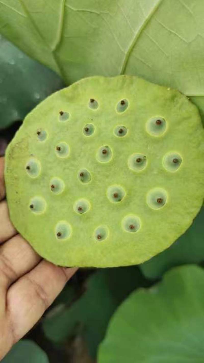 杭州鲜莲蓬大量发货全国各地都可发嫩莲蓬，水果莲蓬
