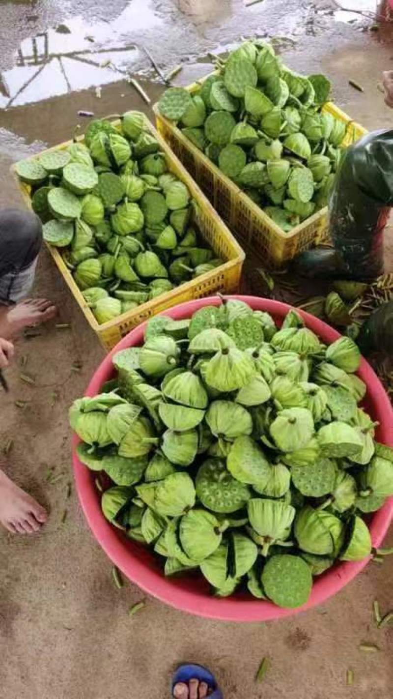 杭州鲜莲蓬大量发货全国各地都可发嫩莲蓬，水果莲蓬