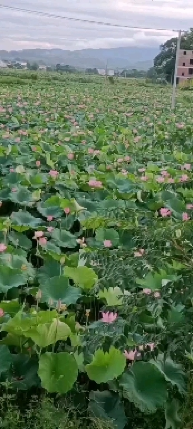 海南东方市鲜莲蓬，嫩莲蓬，水果莲蓬大量发货