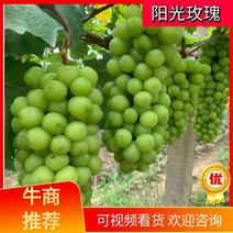 湖南澧县阳光玫瑰葡萄大量有货甜度高支持视频欢迎订购