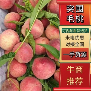 精品春雪毛桃突围桃大量品质保证货源充足量大从优