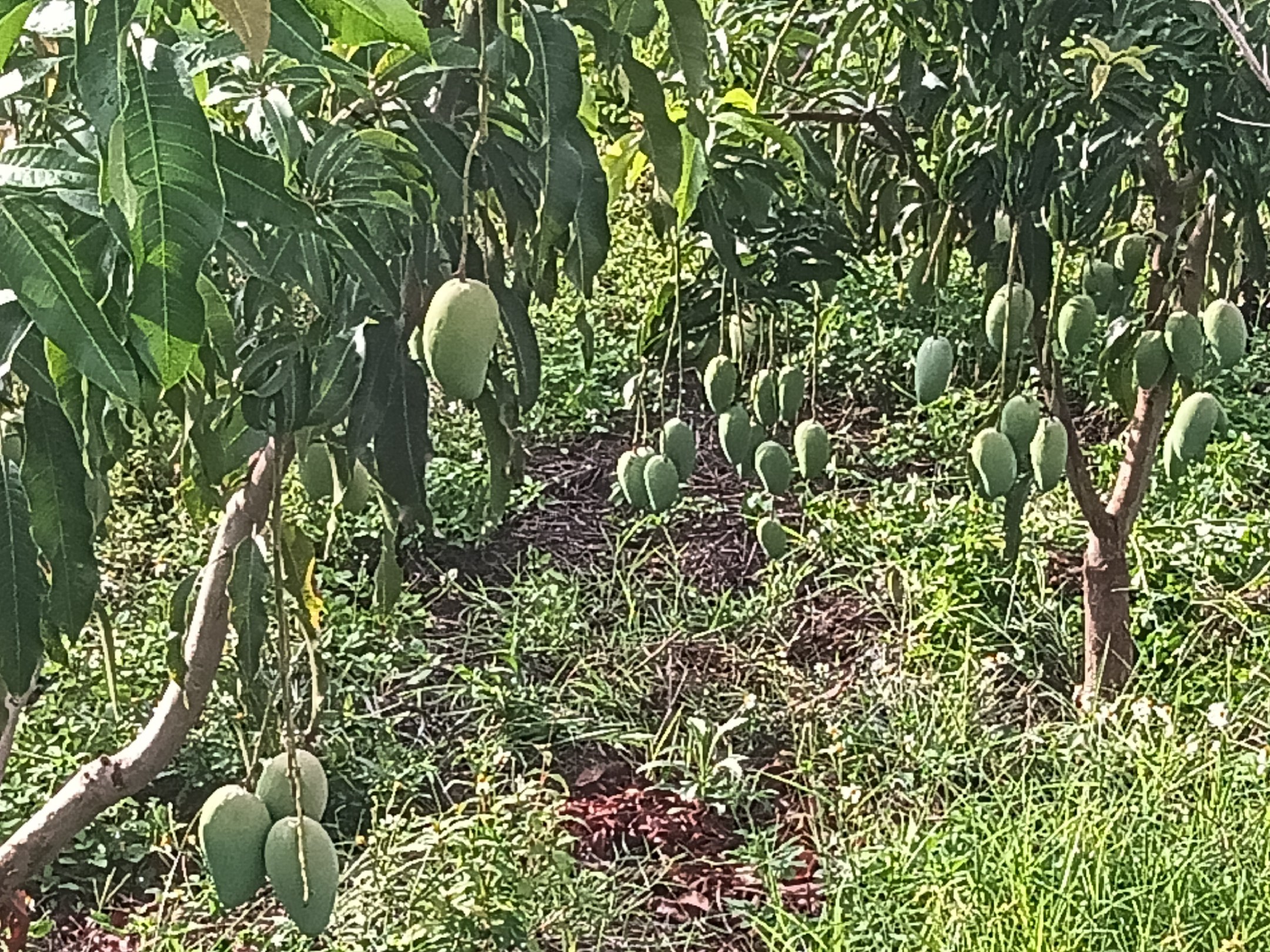 青芒香芒果园种植实景