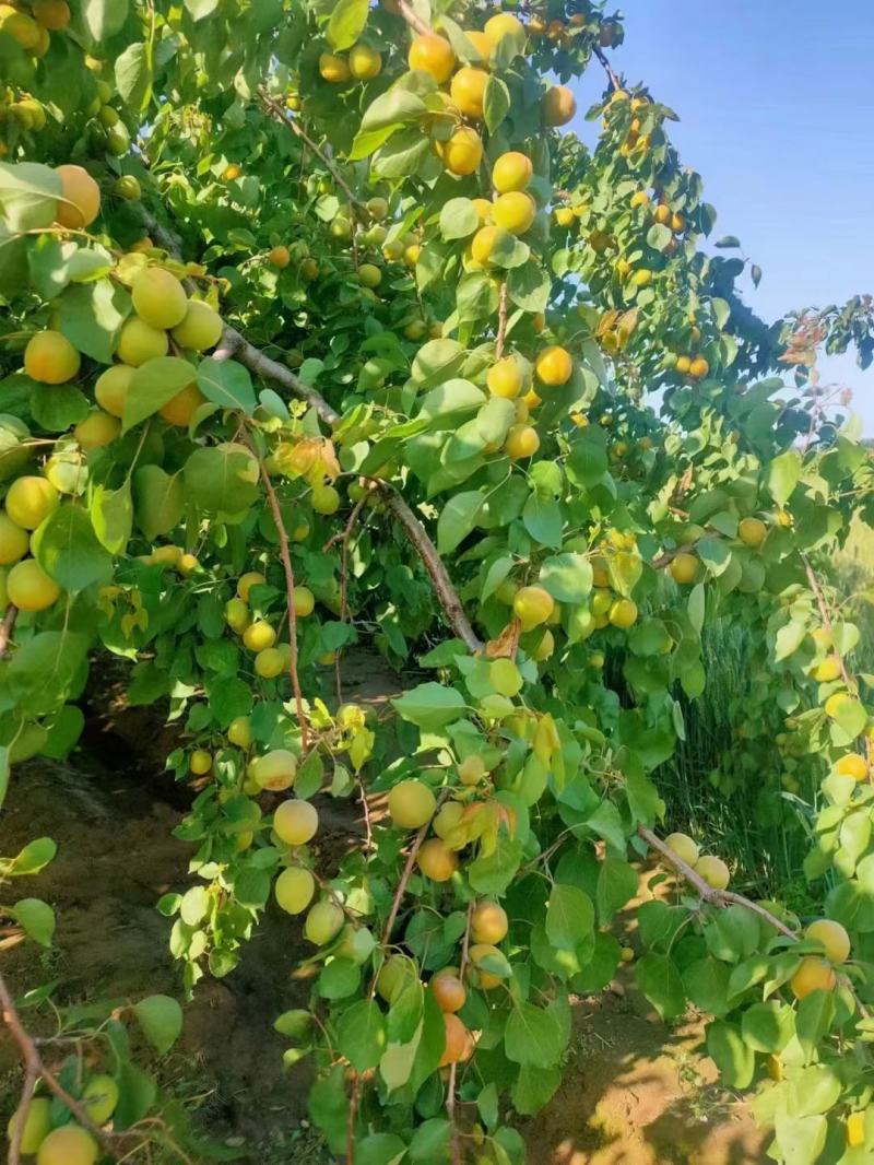 河北金太阳杏，麦黄杏，凯特杏，罐头杏，果脯，货源充足