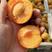 河北金太阳杏，麦黄杏，凯特杏，罐头杏，果脯，货源充足