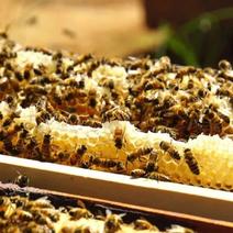 广西中蜂蜂蜜