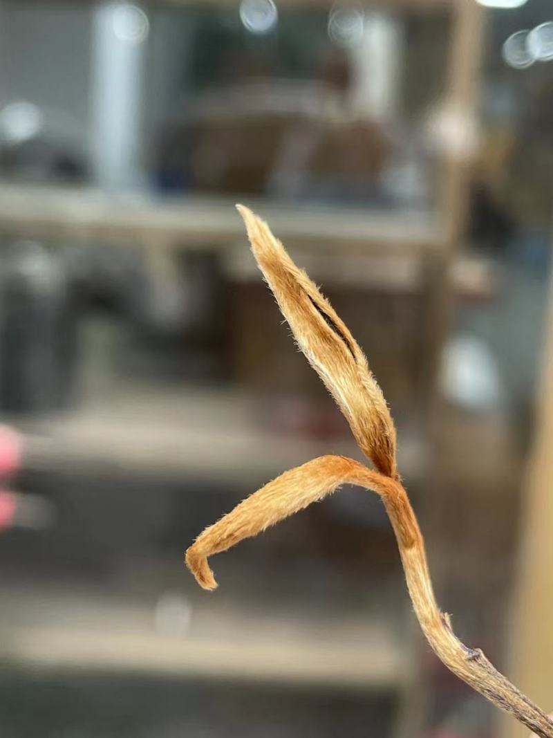 大树红茶金芽曲红云南滇红金芽500g包邮