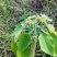 《白背根》鲜干货！接预定，纯根