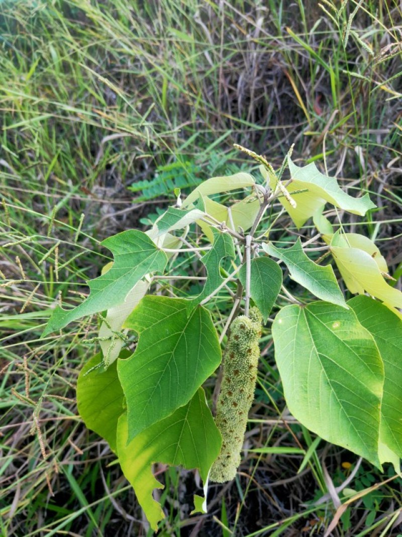《白背根》鲜干货！接预定，纯根