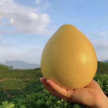 蜜柚
