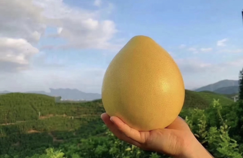 蜜柚