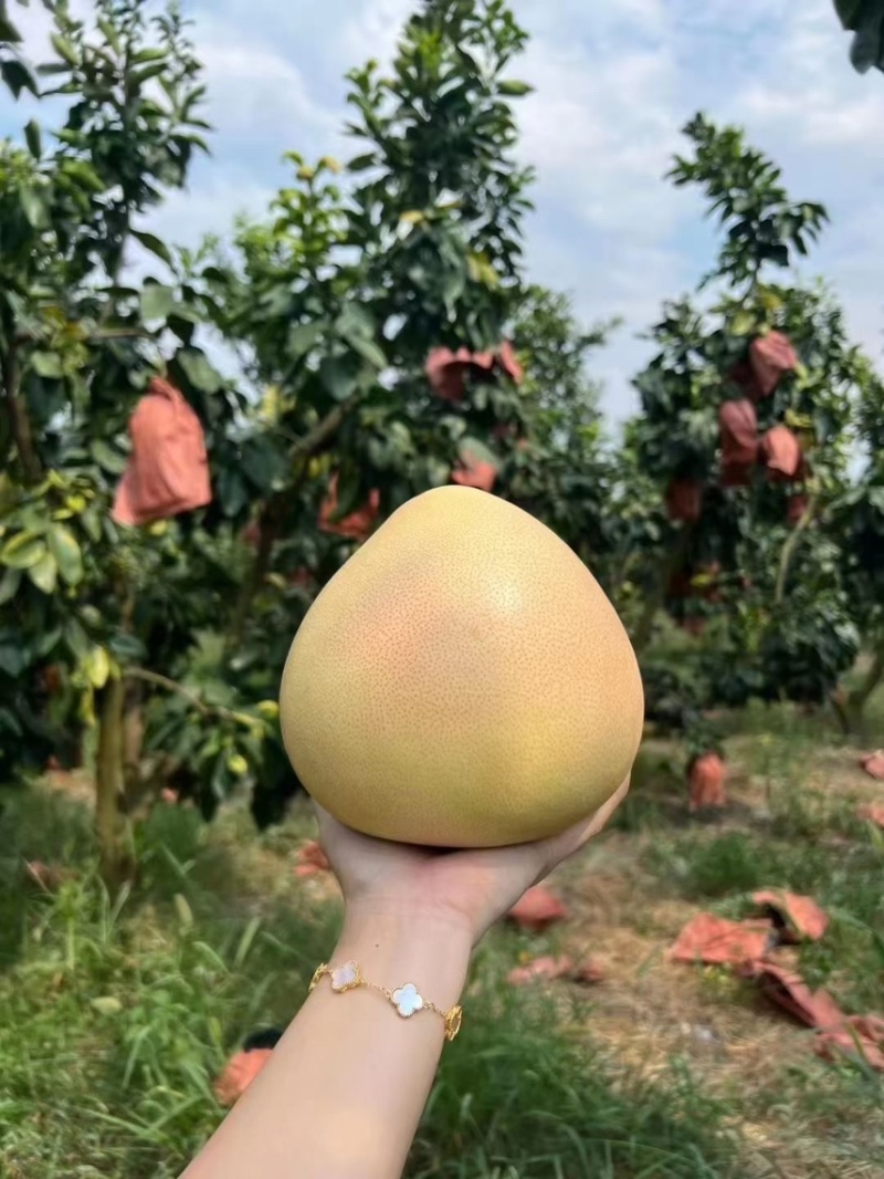蜜柚