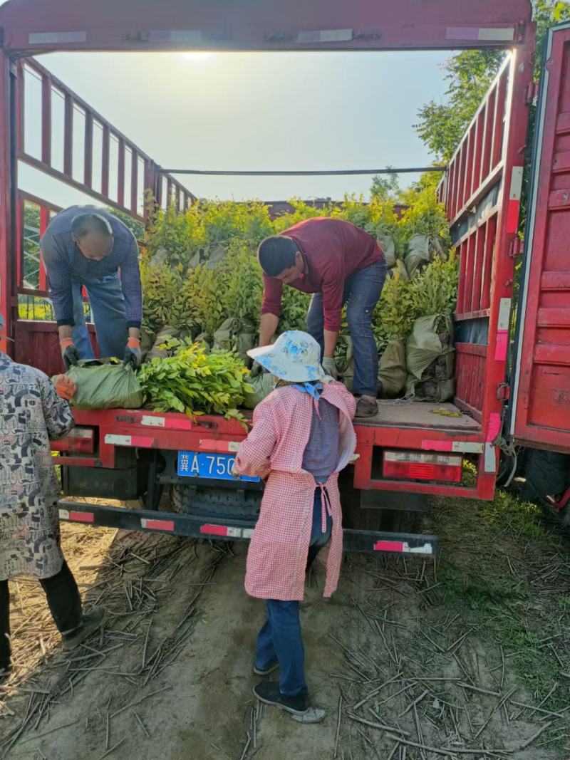 河北定州中华金叶榆树苗别墅庭院大型耐寒绿化树黄金榆苗榔榆