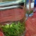 小叶苦丁茶，大量供应，自然晒干，质量保证，精品