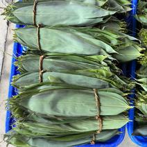 鲜粽叶箬叶大量上市七公分起长期供应整车发货