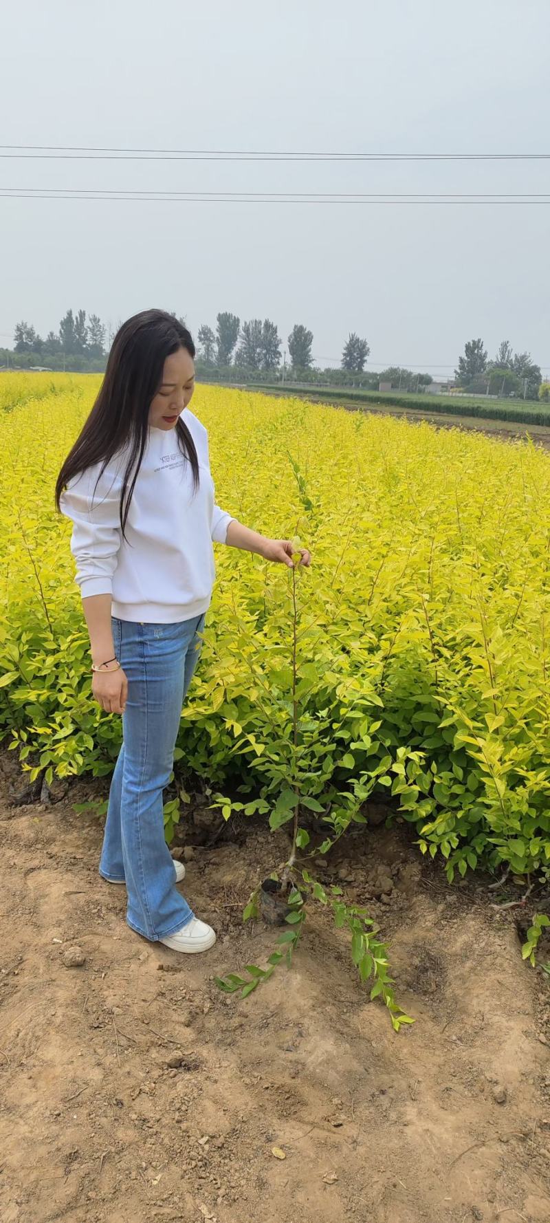 河北定州中华金叶榆树苗别墅庭院大型耐寒绿化树黄金榆苗榔榆