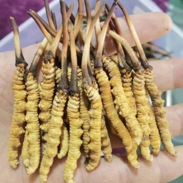 虫草玉树新鲜虫草祁连山网红草0.3克高海拔品质人工干刷