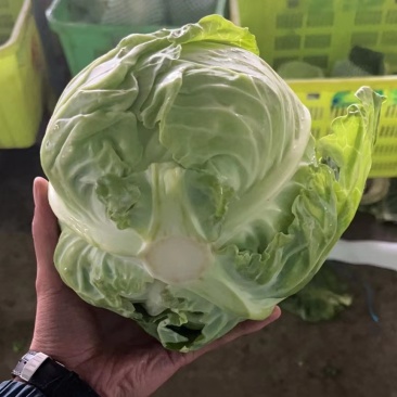 精品包菜