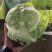 精品包菜