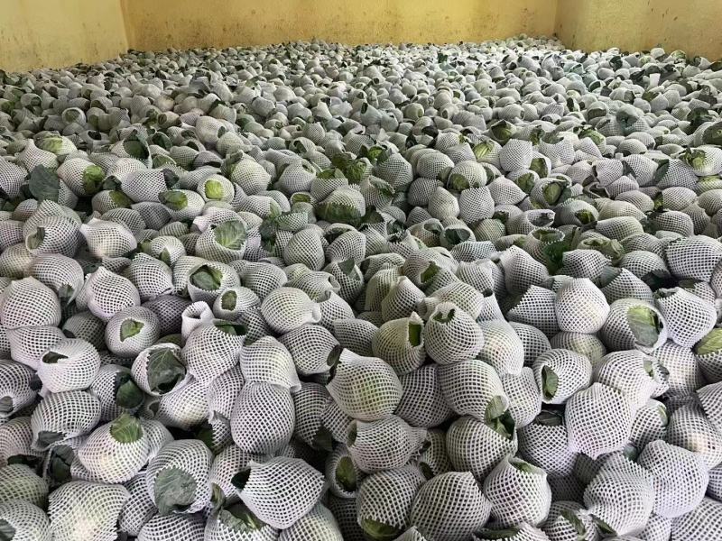 精品包菜