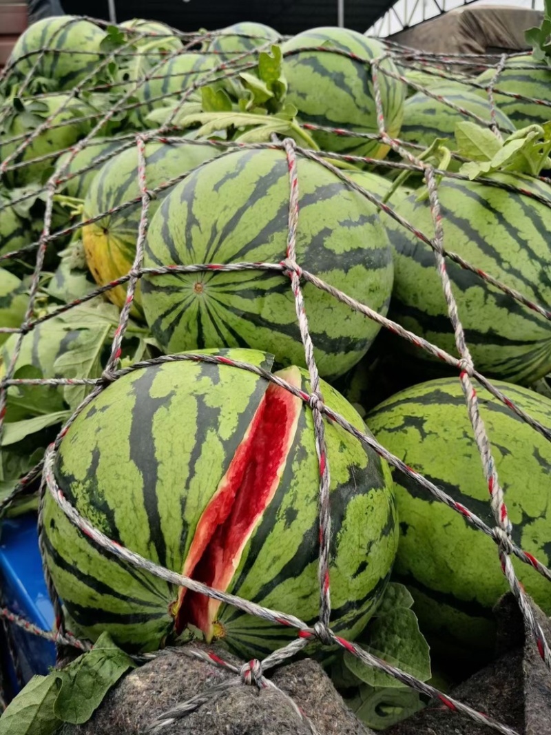 无籽美都西瓜头茬上市质量三包一手货源价格便宜