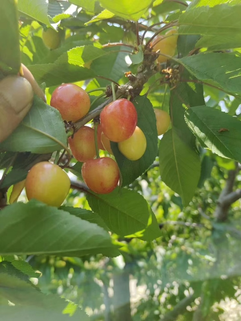 漏天大樱桃🍒，