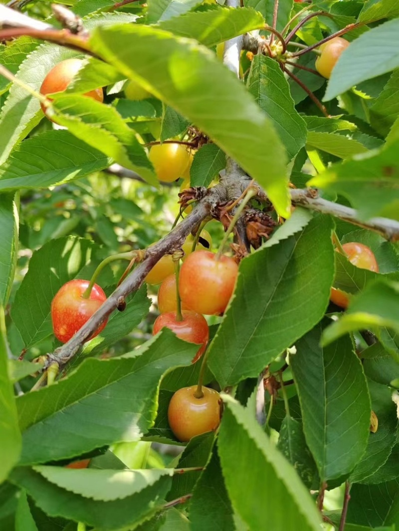 漏天大樱桃🍒，