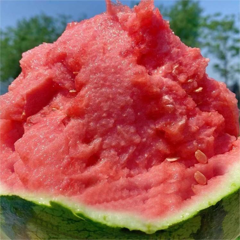 无籽美都西瓜头茬上市质量三包一手货源价格便宜