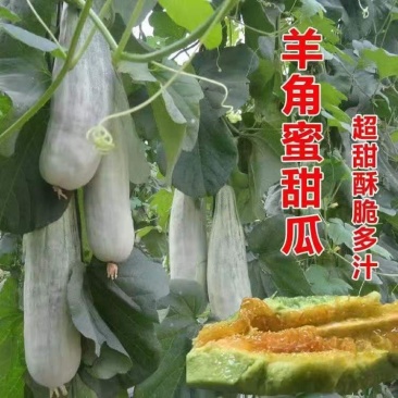 甜瓜苗嫁接羊角蜜苗绿宝石甜瓜苗博洋九苗