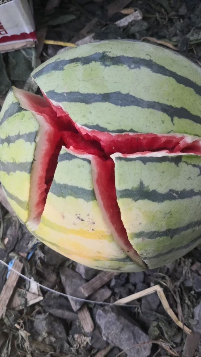 无籽美都西瓜承接电商批发商超加工厂一手货源价格便宜