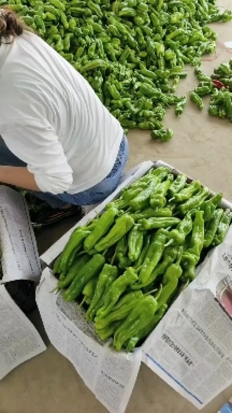 山东费县精品芜湖薄皮辣椒大量供应全国发货