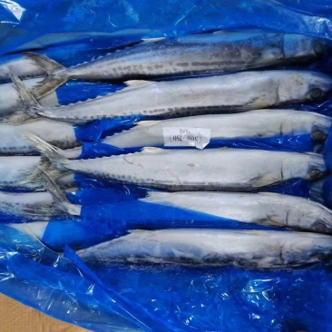 热卖中！马鲛鱼船冻全国发货价格优惠电话联系
