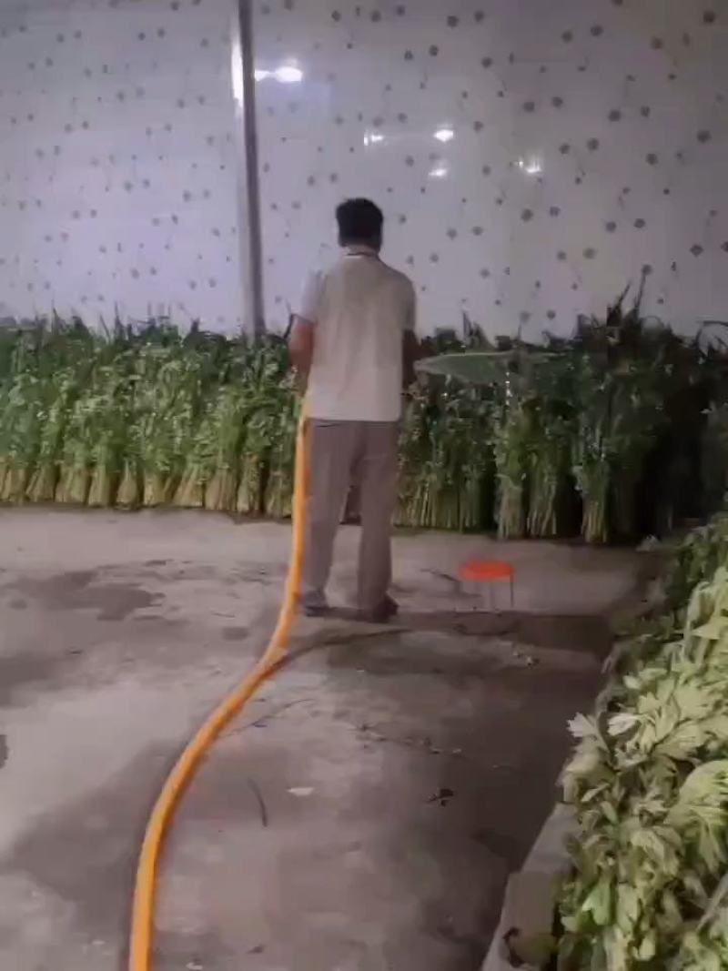 水菖蒲，端午新鲜菖蒲，量大，基地直供，日产量50万把！