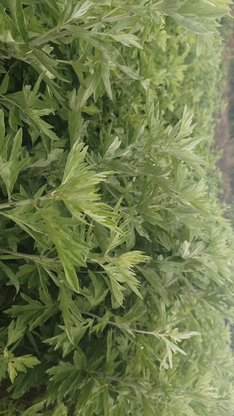 水菖蒲，端午新鲜菖蒲，量大，基地直供，日产量50万把！