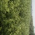 水菖蒲，端午新鲜菖蒲，量大，基地直供，日产量50万把！