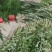 水菖蒲，端午新鲜菖蒲，量大，基地直供，日产量50万把！