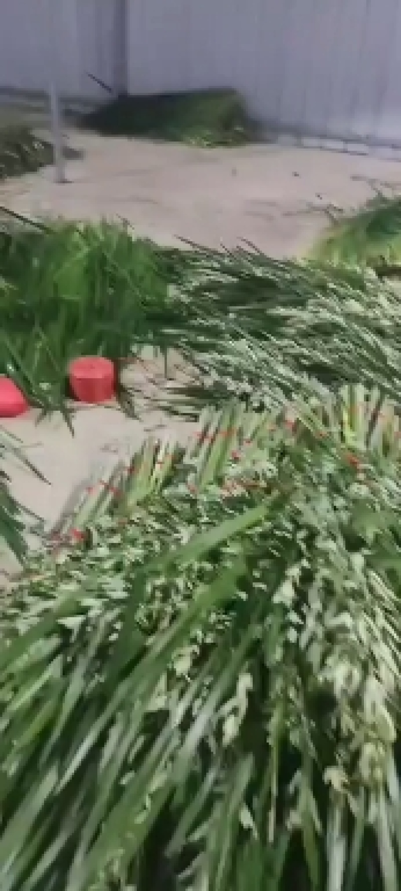 水菖蒲，端午新鲜菖蒲，量大，基地直供，日产量50万把！