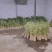 水菖蒲，端午新鲜菖蒲，量大，基地直供，日产量50万把！