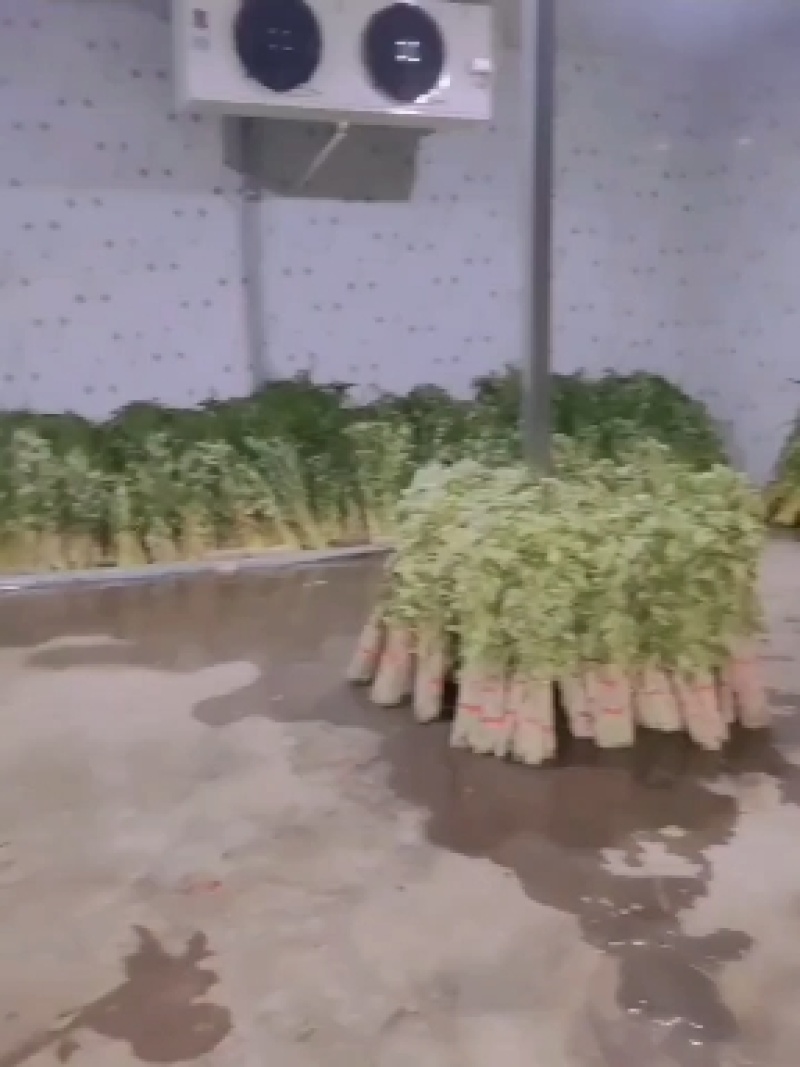 水菖蒲，端午新鲜菖蒲，量大，基地直供，日产量50万把！