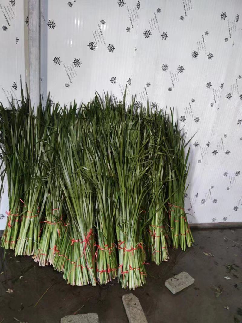 水菖蒲，端午新鲜菖蒲，量大，基地直供，日产量50万把！
