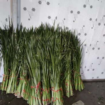 水菖蒲，端午新鲜菖蒲，量大，基地直供，日产量50万把！