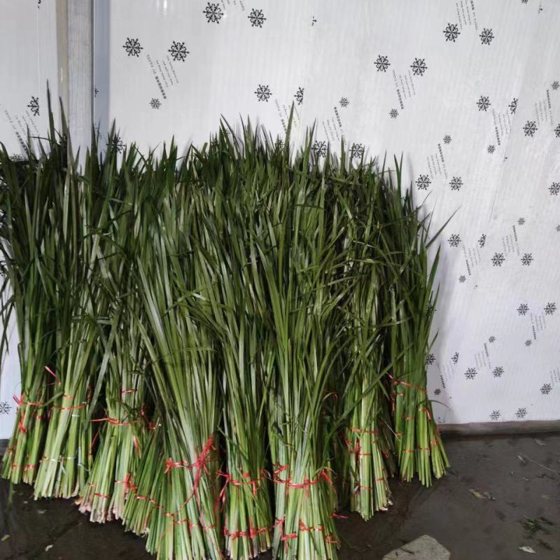 水菖蒲，端午新鲜菖蒲，量大，基地直供，日产量50万把！