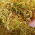 中药材金银花
