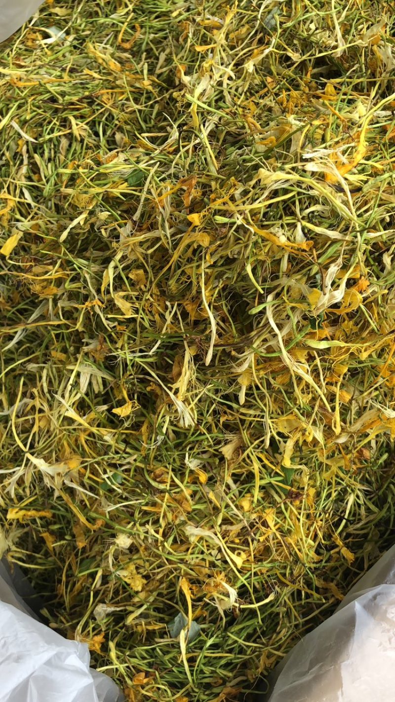 中药材金银花