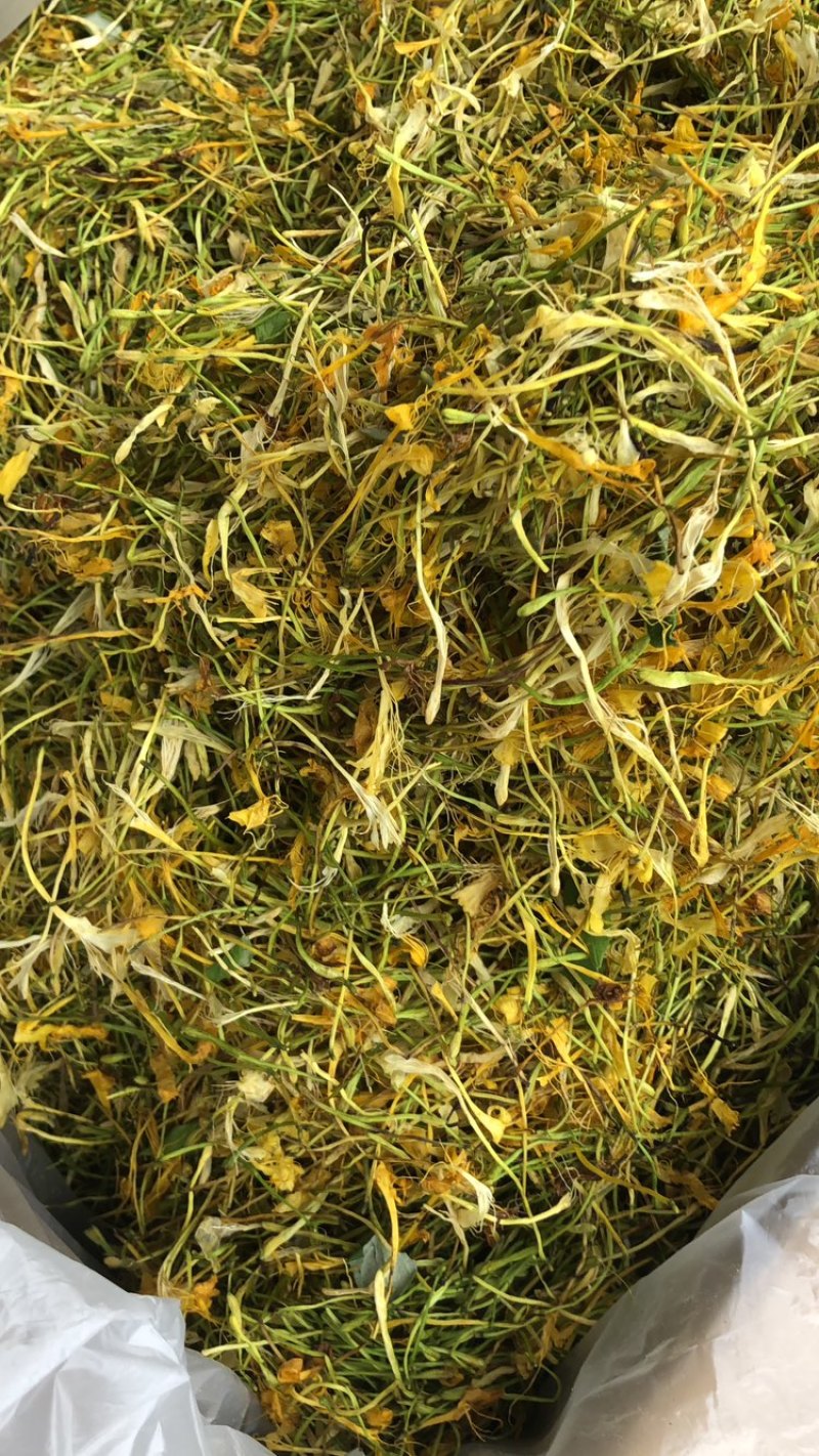 中药材金银花