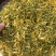 中药材金银花